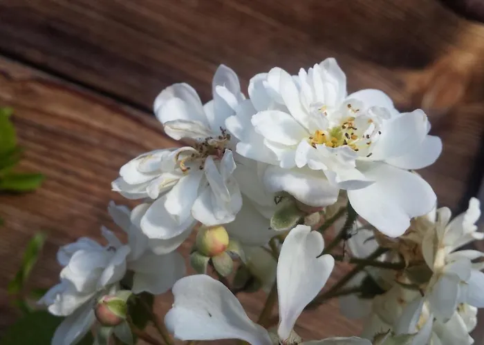 Apartmán Baergblick