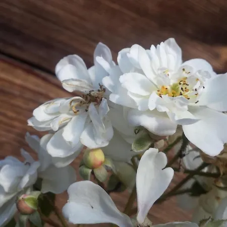Appartement Baergblick
